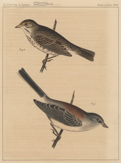 Birds, Plate XXVIII by American School